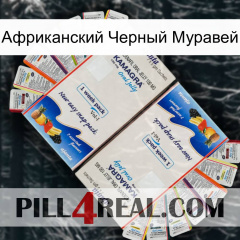 Африканский Черный Муравей kamagra1